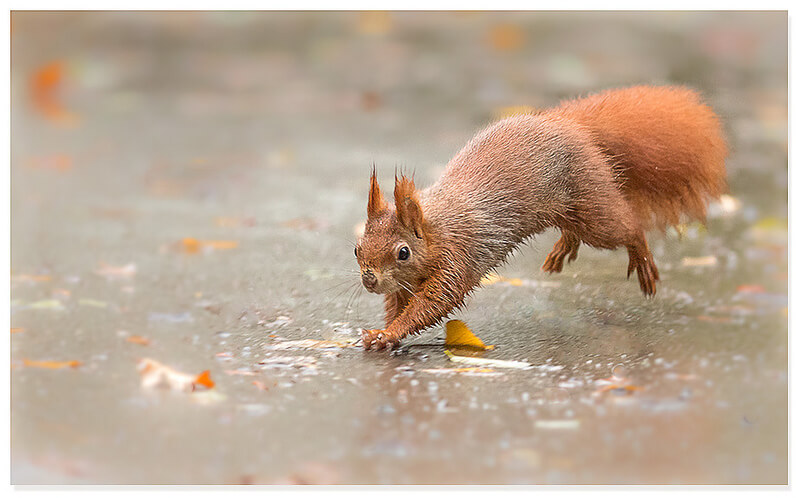 Red squirrel