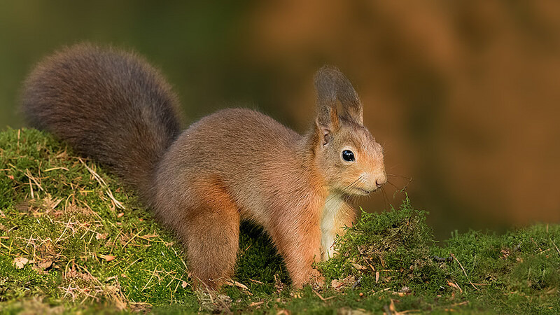 Red squirrel