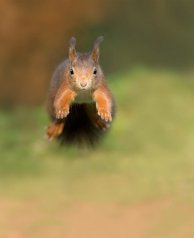 Red squirrel