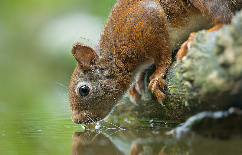 Red squirrel