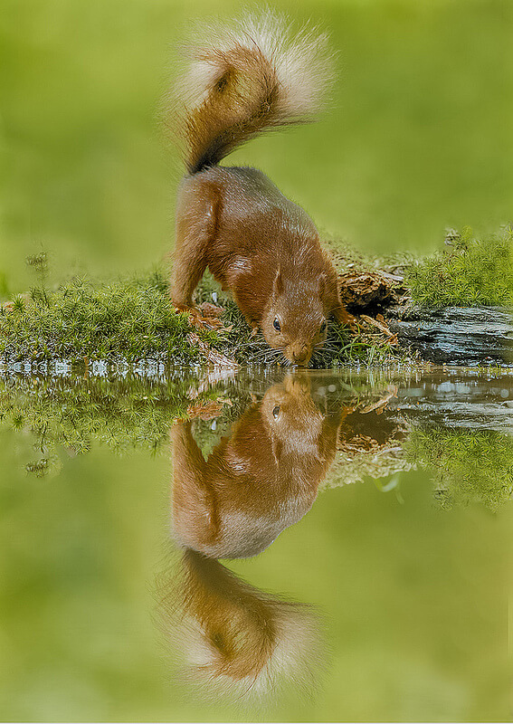 Red squirrel