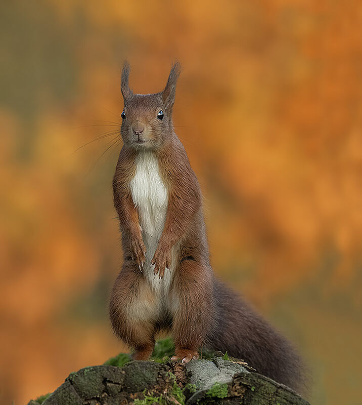Red squirrel