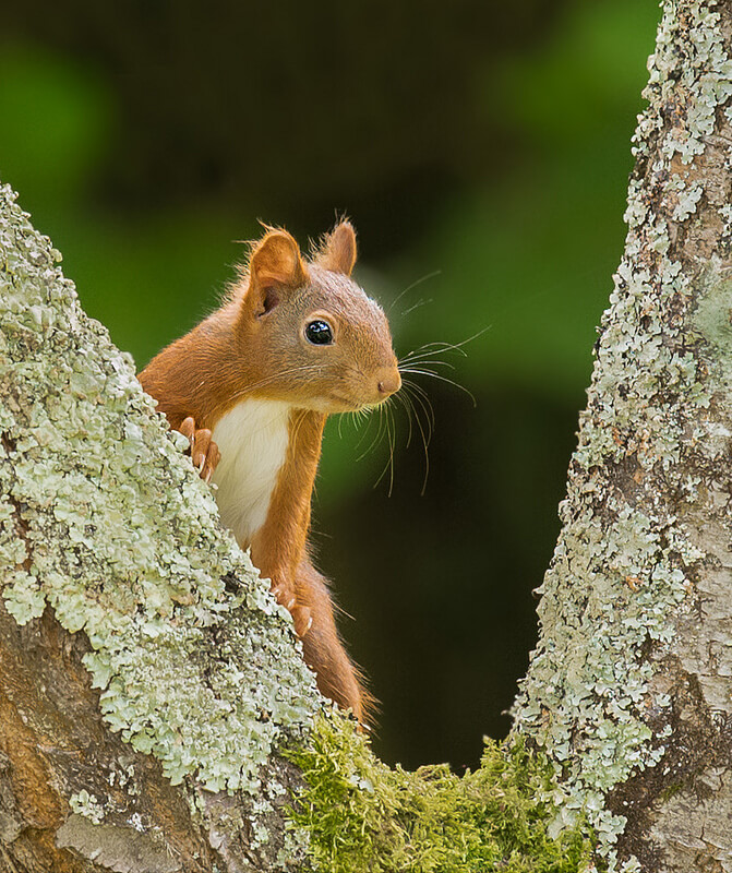 Red squirrel