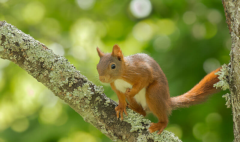 Red squirrel