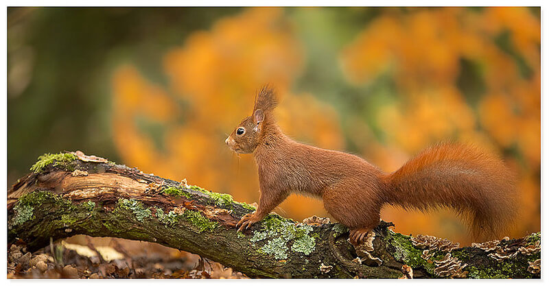 Red squirrel