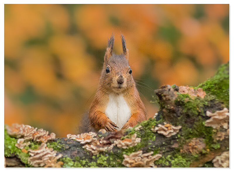 Red squirrel