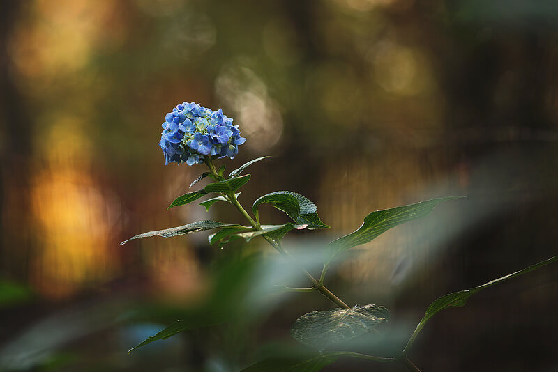 blue flower