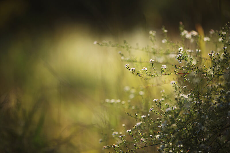 small white flowers