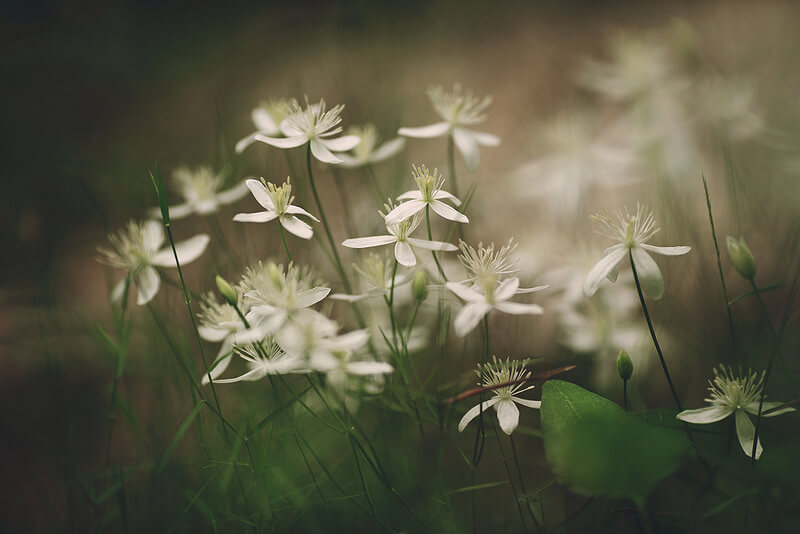 beautiful white flowers