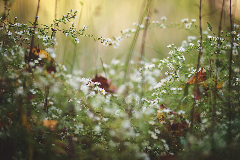 beautiful white flowers