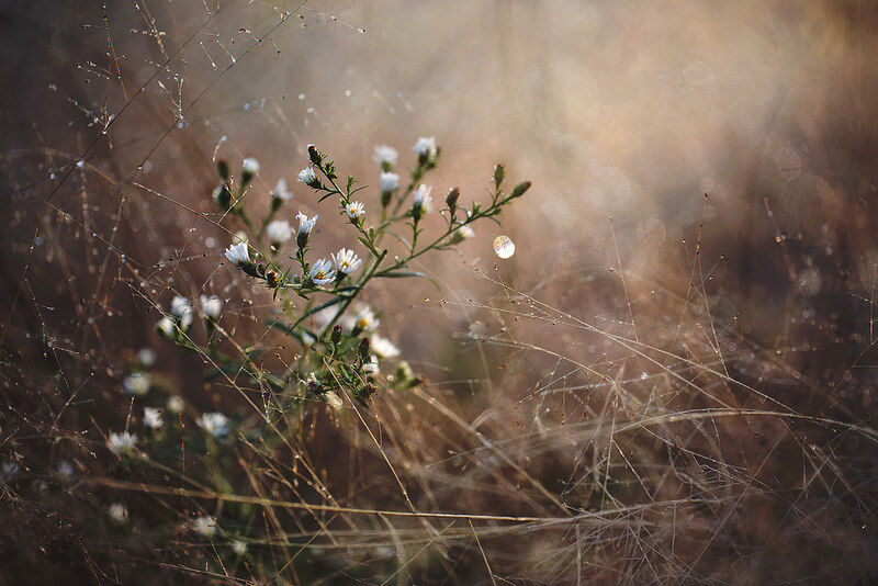beautiful small white flowers