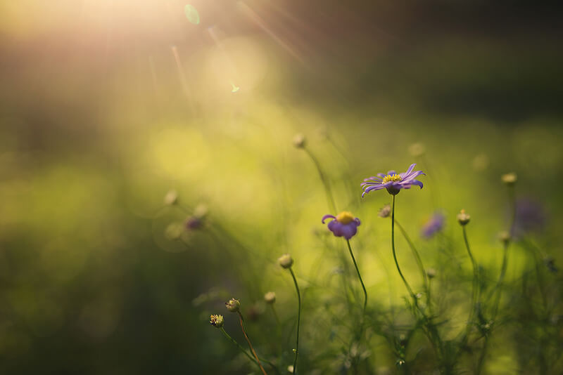 beautiful violet flowers