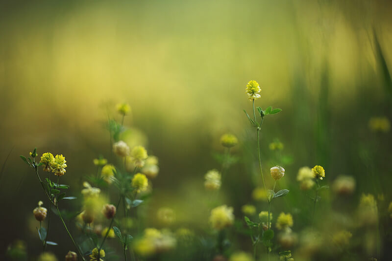 Beautiful yellow flowers