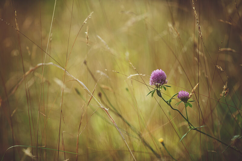 two purple flowers