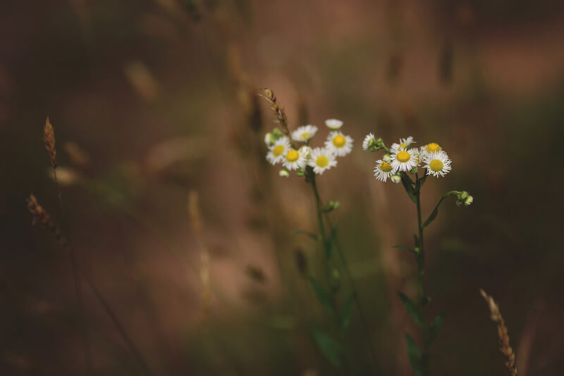 beautiful white flowers