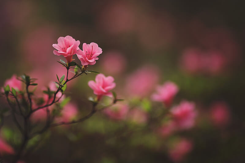 pink flowers