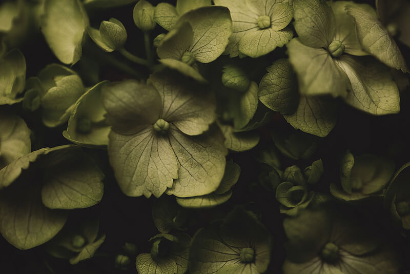 green flowers