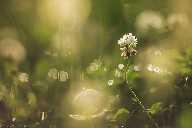 white flower