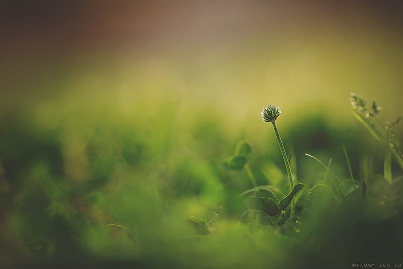 clover flower