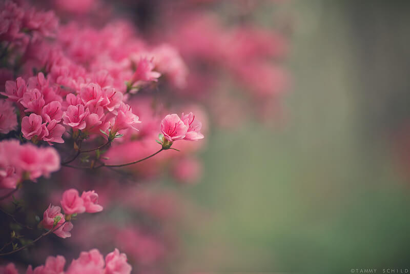 azalea