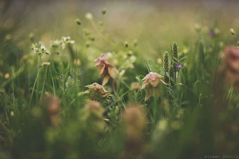 beautiful flowers