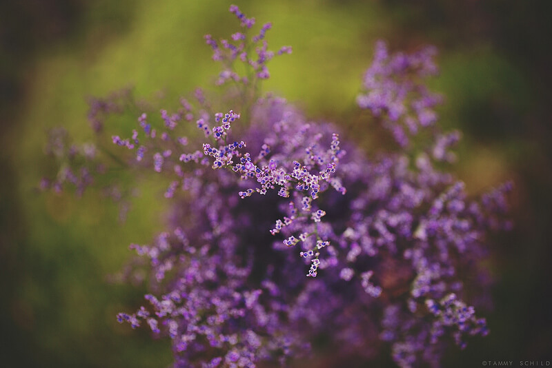 purple flowers
