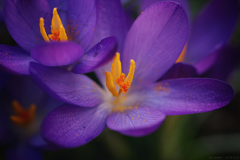 Crocus