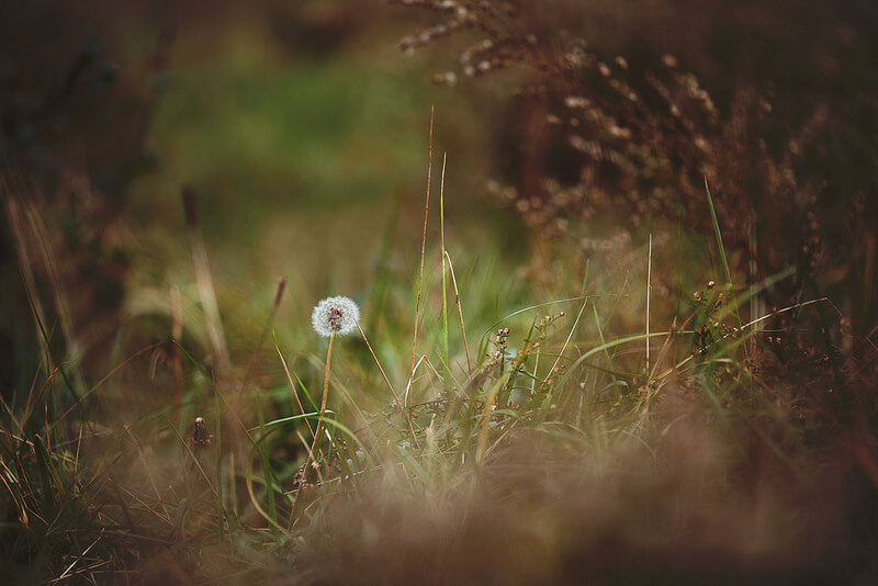 single dandelion