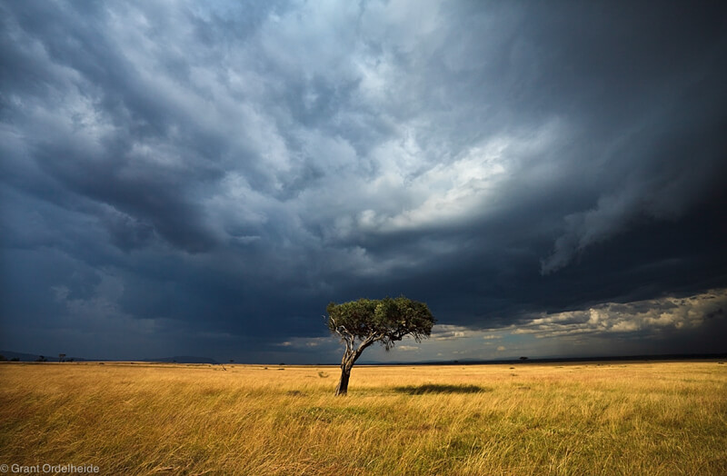 acacia tree