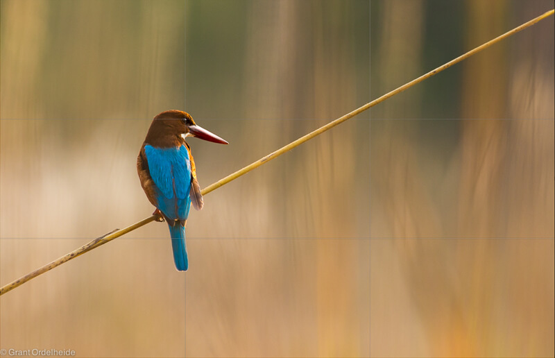 Rule of Thirds