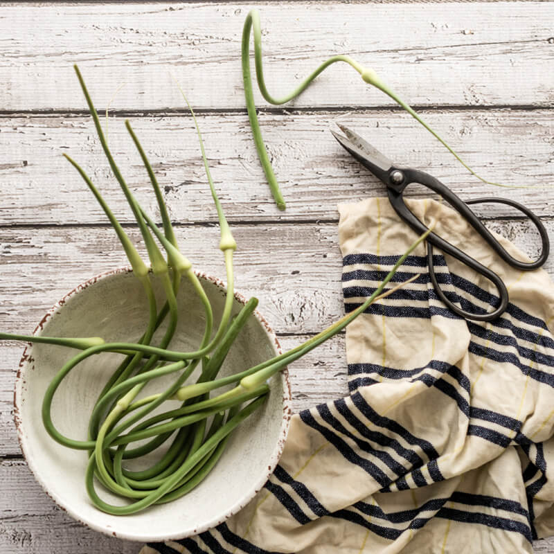 Carol Hart Garlic Scapes