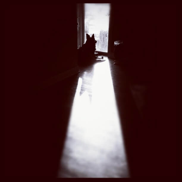 dog waiting