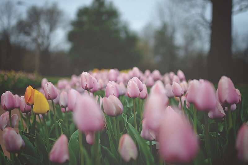 tulips