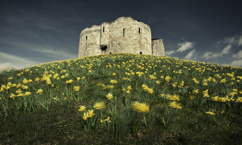 yellow flowers in wind