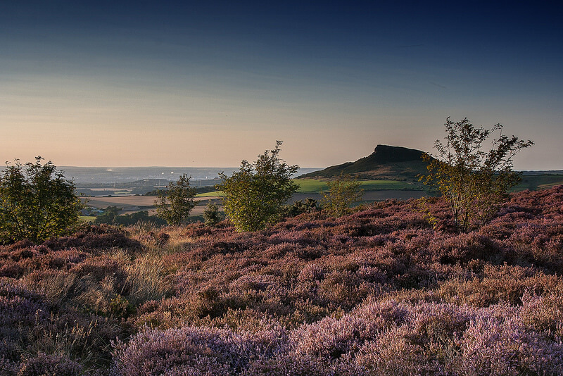 field of blooming heather