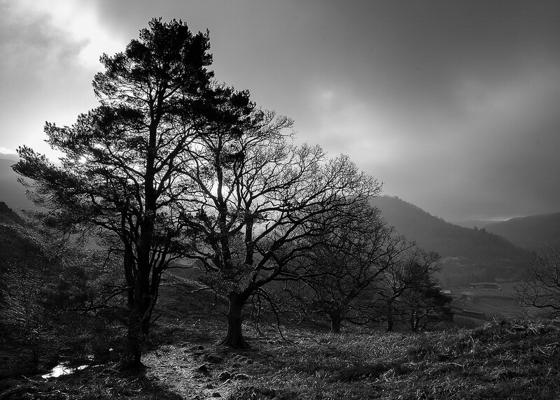 black and white trees