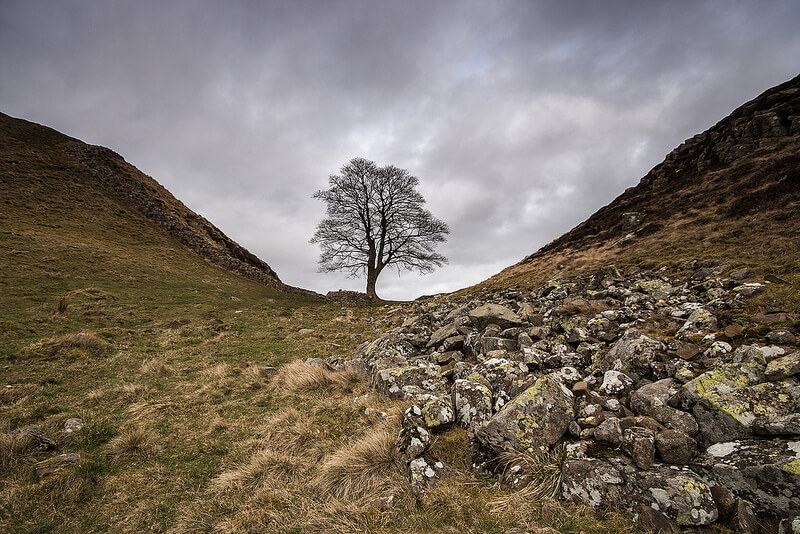 tree by Hadrians wall