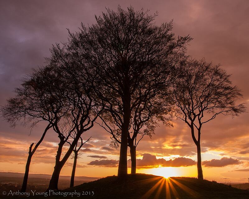 sunset behind trees