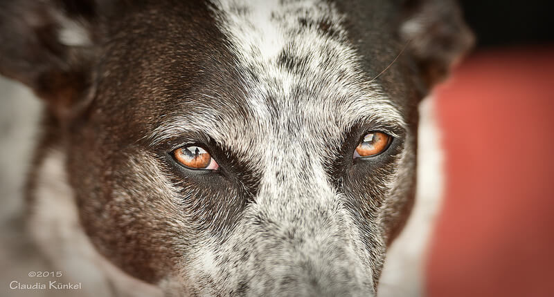 dog eyes