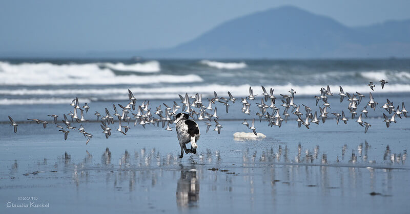 chasing birds