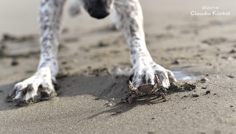 crab dog paw