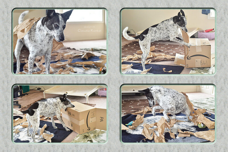 dog chewing amazon box