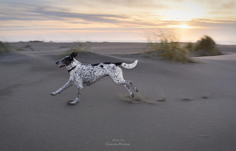 dog running