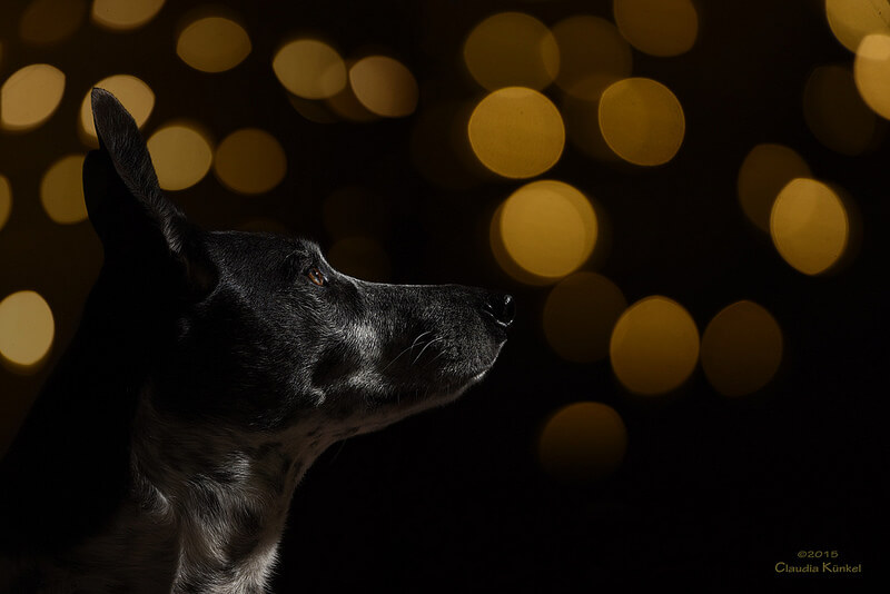 bokeh dog portrait
