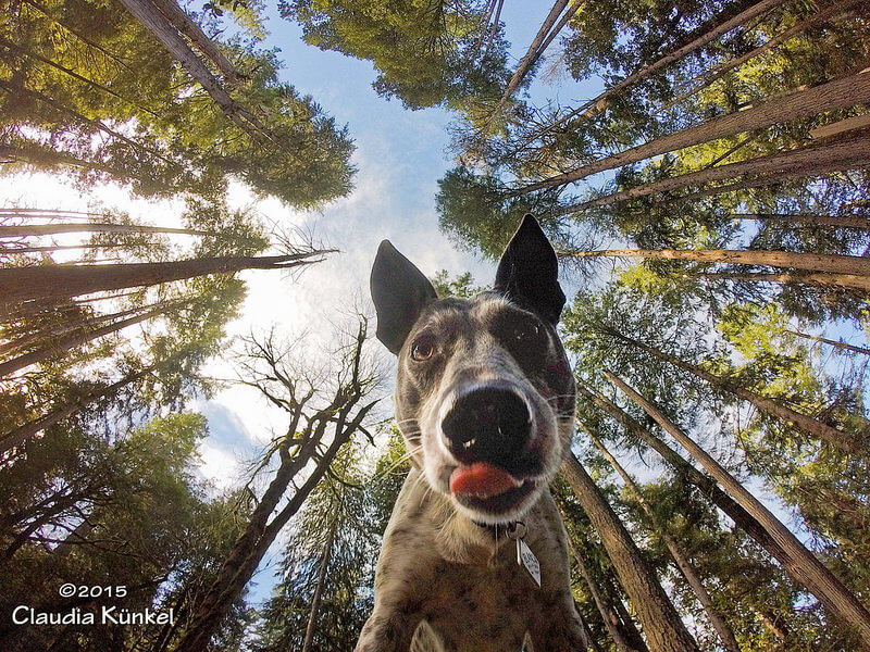 dog looking down