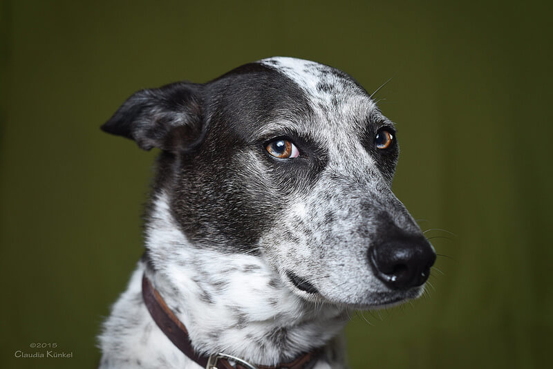 dog portrait