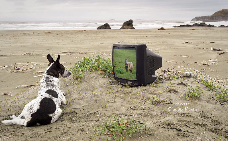 dog watching tv