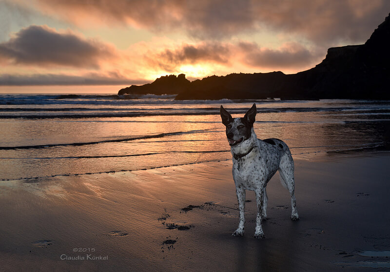 sunset with dog