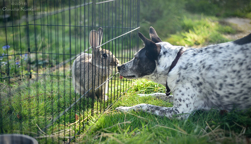 dog sniffs rabbit