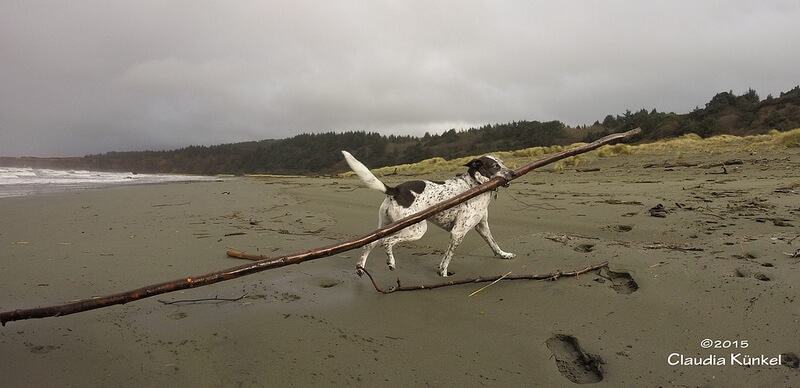 dog carrying big stick